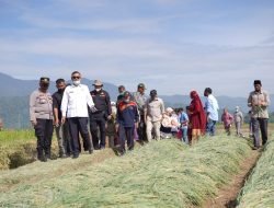 Bupati Hadiri Panen Raya Bawang Merah