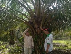 Dt. Atut Mencoba Kemanjuran Pupuk Pilow Slorealase dan pupuk Organik