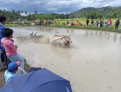 Alek Pacu Jawi Ditutup Asisten 1 Atas Nama Bupati