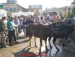 260 Hewan Kurban Sudah Disembelih
