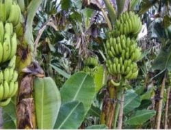 Peluang Tanaman Pisang Mendorong Peningkatan Agrobisnis dan Agroindustri