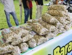 FESTIVAL PESONA KACANG BARANDANG DIBUKA BUPATI EKA PUTRA