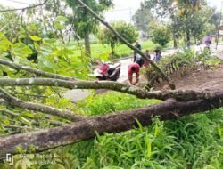 POHON TUMBANG, ATAP RUMAH WARGA TERBANG