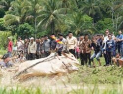 Wabup Richi Aprian Harap, Alek Pacu Jawi Tetap Dilestarikan
