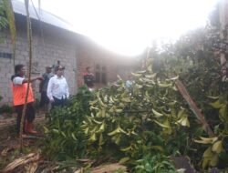 Pj Wako Turun Kelokasi Musibah Rumah Timpa Pohon
