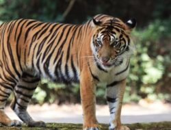 Belasan Anjing Warga Jadi Korban Buruan Harimau Sumatra