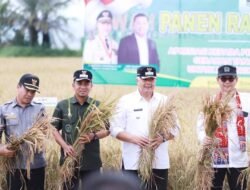 Pemko Solok Gelar Panen Raya Padi Sawah