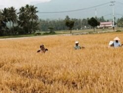 PEMKO SOLOK SEDIAKAN BENIH PADI BERKUALITAS