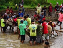 Alek Pacu Jawi Ajang Silaturahmi