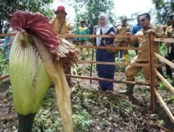 Amorphophallus Titanum Tumbuh Di Nagari Buo