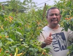 PEMKO SOLOK DORONG PETANI MENINGKATKAN PRODUKSI CABAI