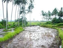 Banjir Lahar Dingin  Membawa Material Seperti Batu