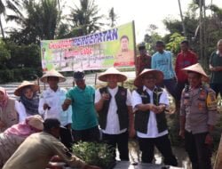 Upaya Tahan Laju Inflasi Payakumbuh Giat Tanam Cabai