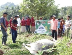 Payakumbuh Sembelih 1.566 Hewan Qurban