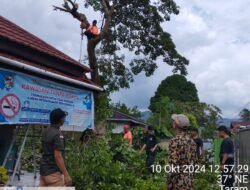 WUJUDKAN PRB, BPBD KABUPATEN LIMA PULUH KOTA EKSEKUSI POHON BERPOTENSI TUMBANG