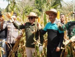 Jorong Guguak Panen Jagung