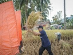 PENINGKATAN PRODUKSI BERAS, PEMKO SOLOK AKAN LAKUKAN INTENSIFIKASI LAHAN