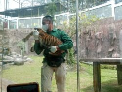 Banun Kinantan, Harimau Sumatera Kelahiran TMSBK Resmi Diberi Nama di Hadapan Para Wali Kota