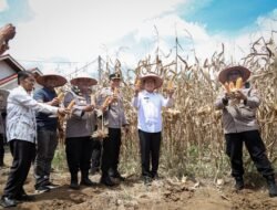Wako Payakumbuh Zulmaeta Bersama Kapolres & Forkopimda Pimpin Panen Raya Jagung