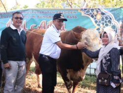 Wawako Payakumbuh Elzadaswarman Serahkan Sapi Qurban Presiden