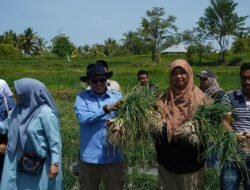 Bupati Eka Putra Harap Panen Bawang Merah Menjadi Contoh Keltan Lainnya