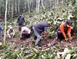 Wakil Bupati Solok Tinjau Perkebunan Kopi Ulu Rimbo Paninggahan