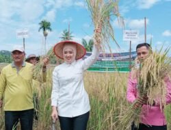 Sumatera Barat Pulih Produksi Padi, Target 1,5 Juta Ton Tahu 2025, Produksi Naik, Luas Panen Meluas