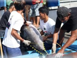 Di Tengah Arus Laut Global, Frozen Tuna Sumbar Tembus Rp22,7 Miliar