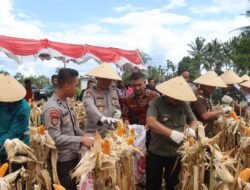 Pasbar Panen Jagung Serentak, Targetkan Swasembada 2025