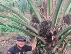 Pasbar Dorong Penggunaan Bibit Sawit Unggul Untuk Tingkatkan Produksi Rakyat