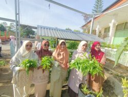 Pemko Solok Panen 7 Kg Kangkung Budidaya Sistem Hidroponik