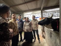 Wapres Gibran Tinjau Peternakan Boyolali