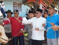 Koto Baru Dapat Sapi Kurban Bantuan Presiden RI