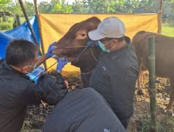 Kurban Sehat Sesuai Syariat, Kementan Perkuat Edukasi Jelang Iduladha 1447 H