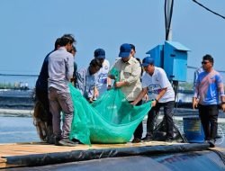 Panen Raya Udang di Kebumen Dorong Budi Daya Modern & Ketahanan Pangan Nasional