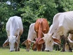 Bantuan 122 Sapi Kurban Hadir di Sumbar Jelang Idul Adha