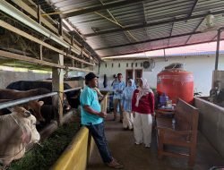 Monitoring Ketersediaan & Harga jual Sapi Qurban Jelang Idul Adha, Pemkab Solok Pastikan Harga Stabil