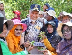 Sentra Cengkeh Solok Diperkuat: Mahyeldi Dorong Hilirisasi & Infrastruktur Petani