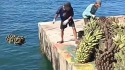 Pulau Enggano Krisis Pangan, 4.000 Warga Terisolasi Dua Pekan