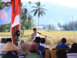 Wawako Solok Suryadi Ikut Panen Raya Mendukung Ketahanan Pangan Nasional