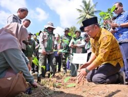Pemko Payakumbuh Mulai Gerakan Tanaman Pisang Serentak