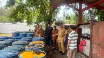 Kontes Ikan Koi Sumatera Barat 2026: Ajang Bergengsi, Dorong Ekonomi Kreatif dan Potensi Ikan Hias Sumatera Barat